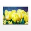 Lady Tulip Flowers Blooming  Print 100% Australian Made 75 x 50cm  (Stretched)