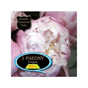 Fiesta Bulb Paeony Vogue Packaged Tuber - 1 Pack