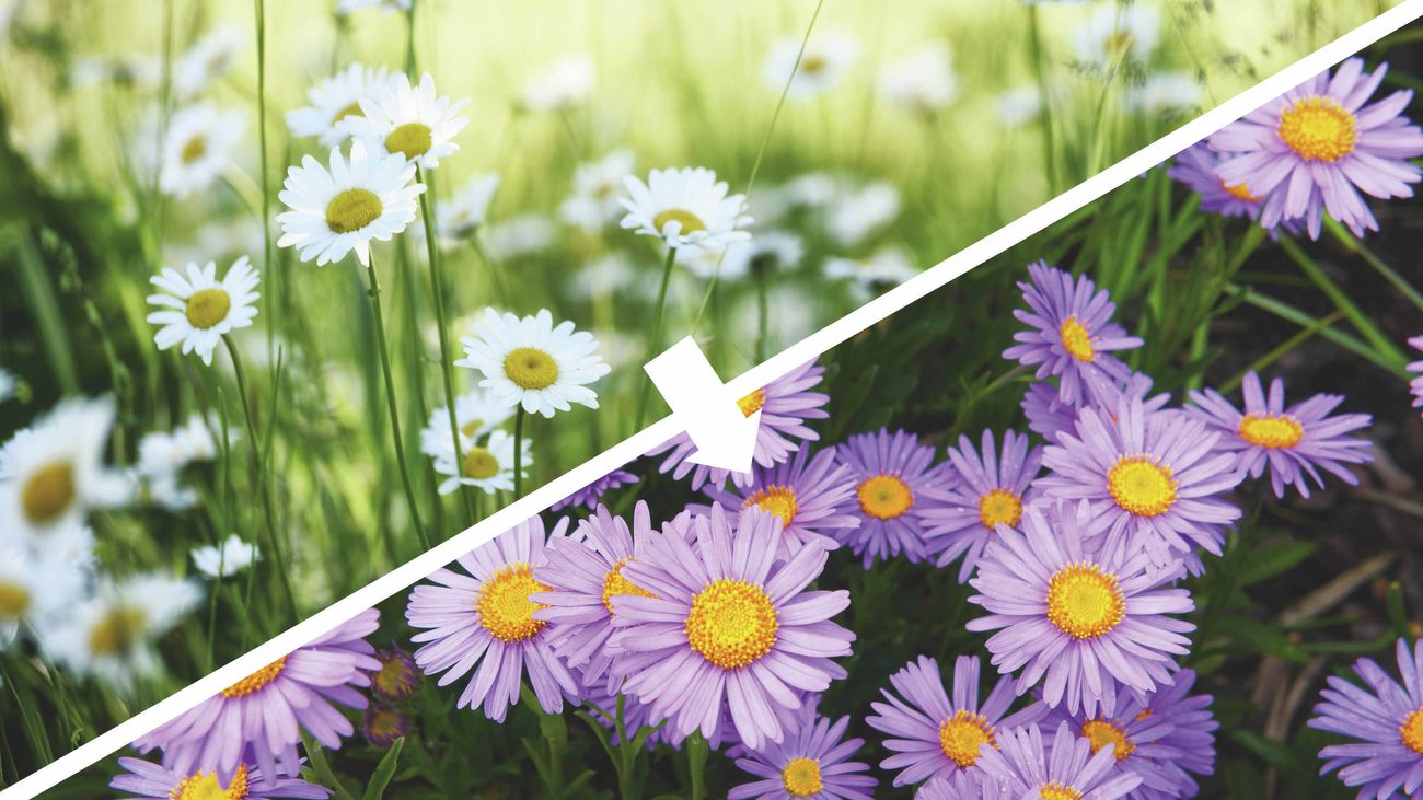 A split image showing white daisies with yellow centres on the left and purple daisies with yellow centres on the right, connected by an arrow.