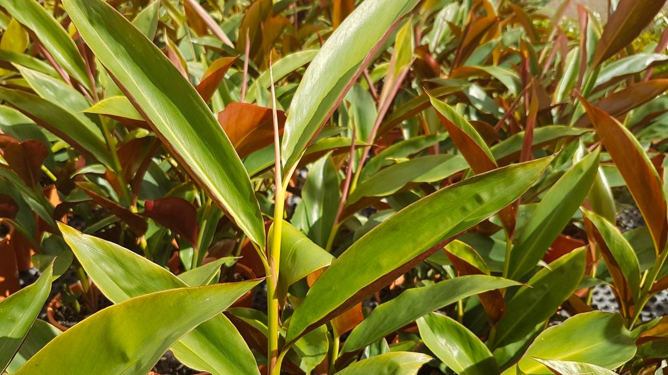 A native red back ginger plant
