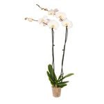 120mm Phalaenopsis Orchid Large Double Spike
