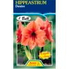 Hippeastrum Desire Bulb
