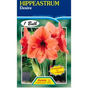 Hippeastrum Desire Bulb