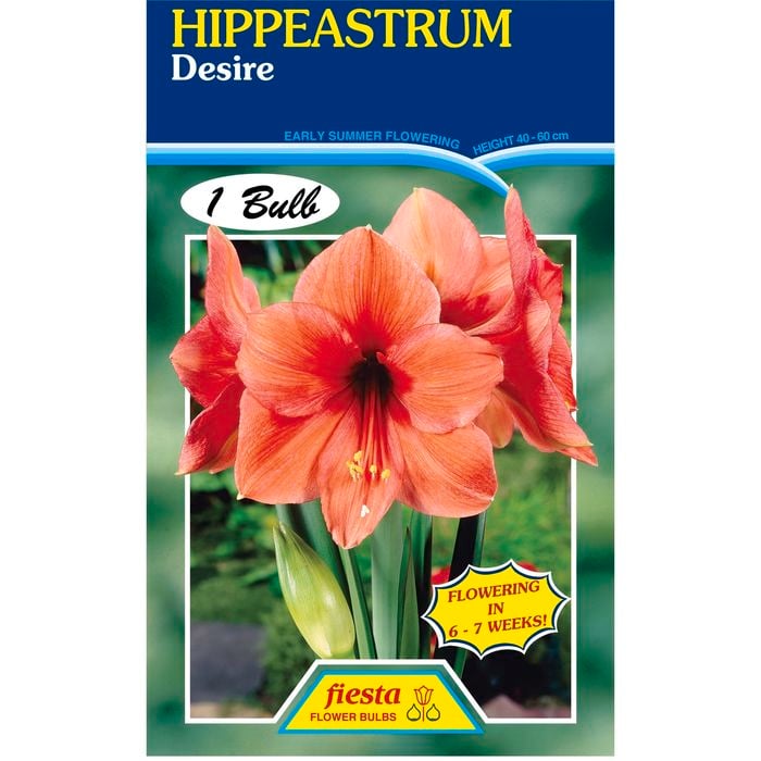 Hippeastrum Desire Bulb
