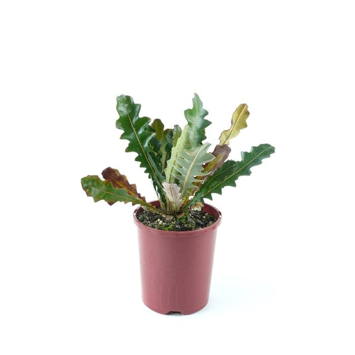 150mm Creeping Banksia - Banksia repens