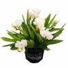 150 mm Freesia Nano Florence - Freesia corymbosa