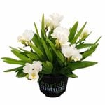 150 mm Freesia Nano Florence - Freesia corymbosa