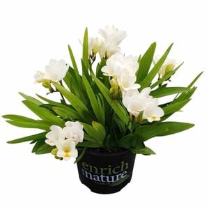 150 mm Freesia Nano Florence - Freesia corymbosa