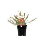 140mm Covergirl - Grevillea thelmanniana Nana