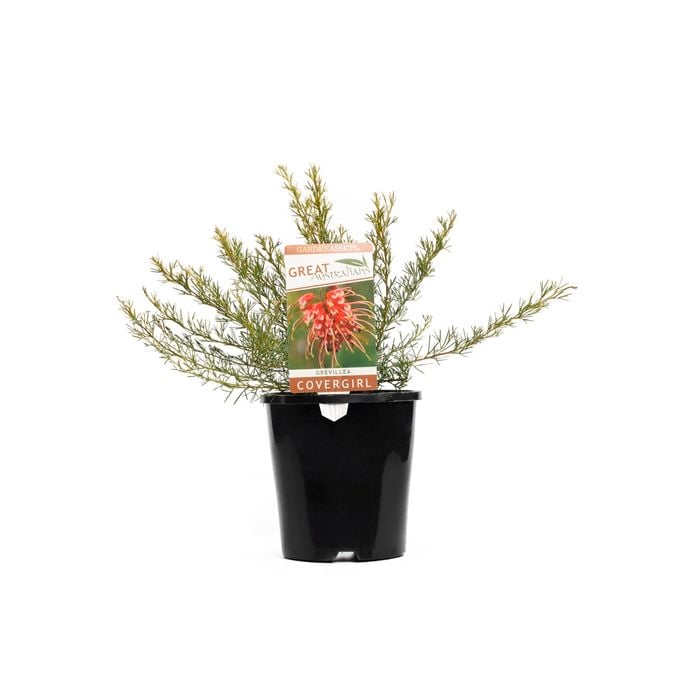 140mm Covergirl - Grevillea thelmanniana Nana