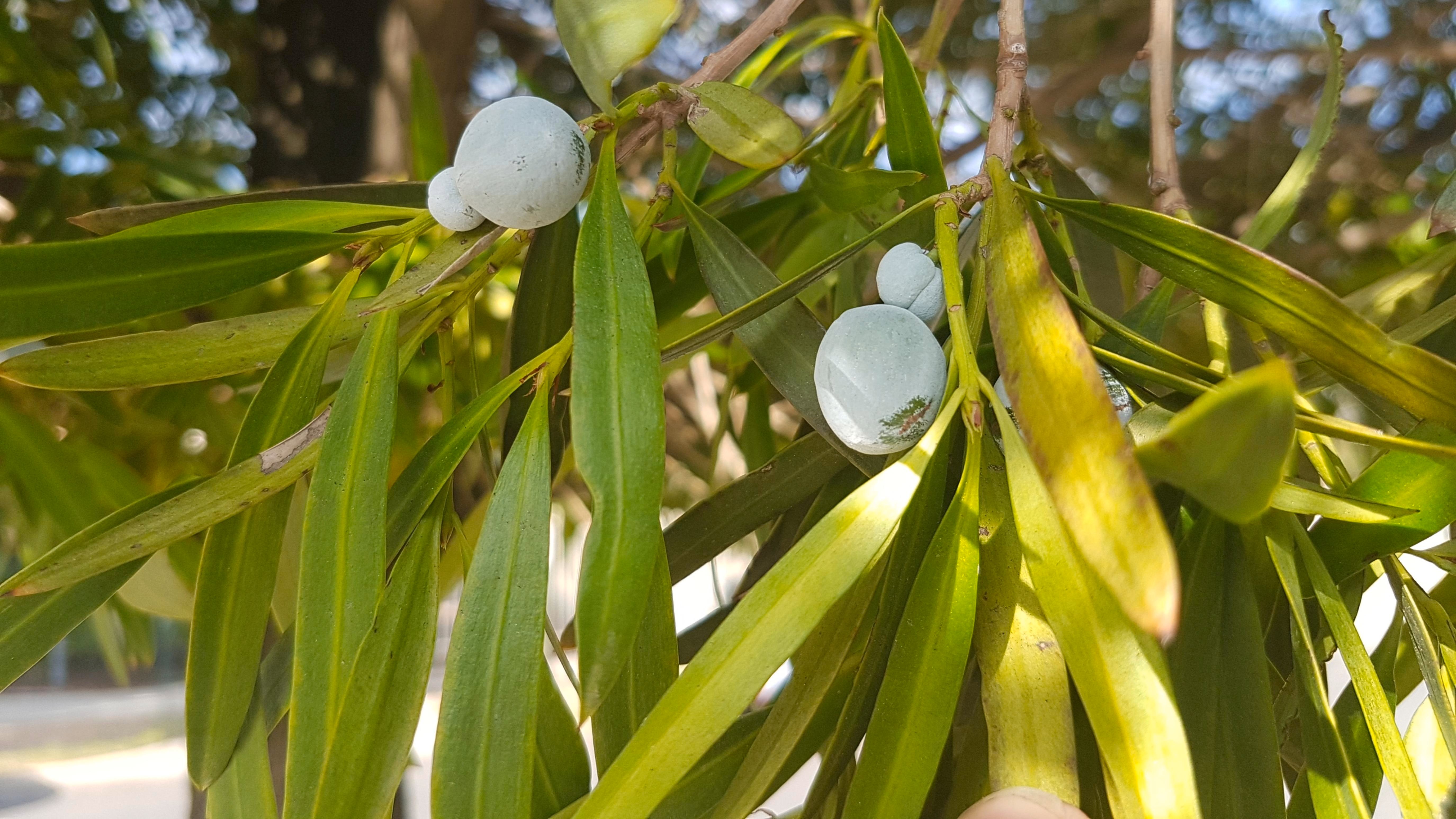 Illawarra plum tree cultivation