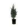 2.5L Conifers Conical Shape Assorted - Coniferophyta