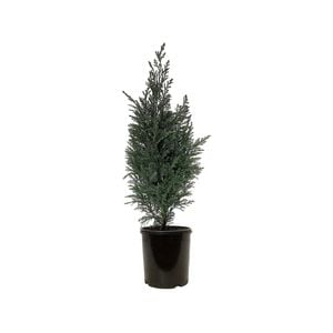 2.5L Conifers Conical Shape Assorted - Coniferophyta