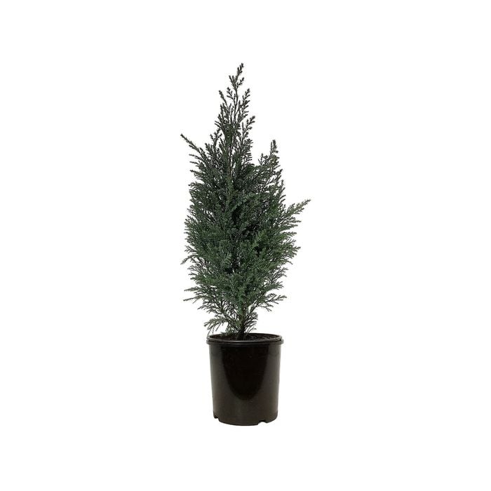 2.5L Conifers Conical Shape Assorted - Coniferophyta