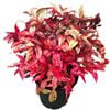 4.5L Nandina Blush - Domestica aka PBR