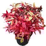 4.5L Nandina Blush - Domestica aka PBR