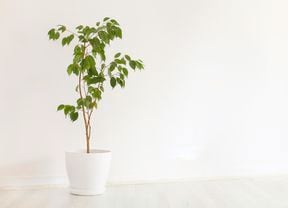 A ficus plant in a white pot.