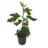 3L Fig Brunoro Black - Ficus carica - Incredible Edibles Range