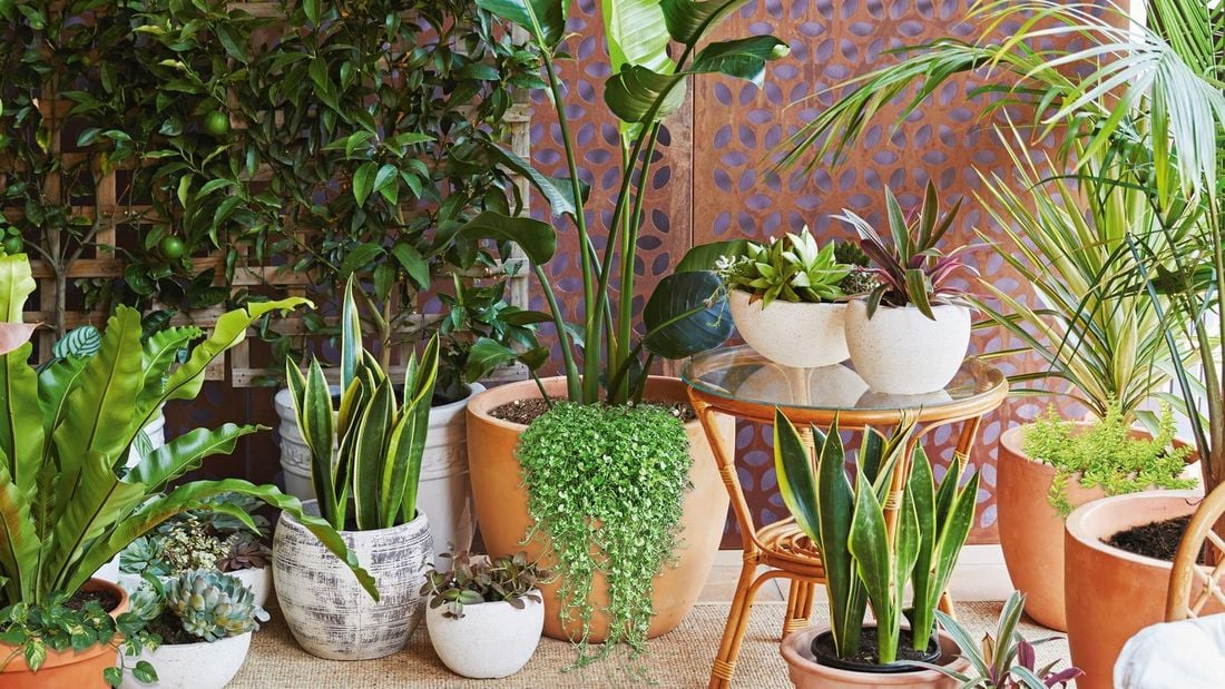 Assorted types of pots and plants with coffee table
