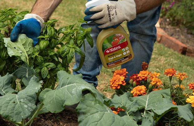 Spraying vegetable plants with pesticide