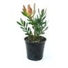 250mm Leucadendron Red Gem - Leucadendron laureolum Salignum