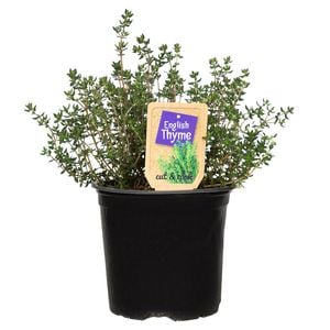 1.1L Nudo Herbs English Thyme - Thymus vulgaris