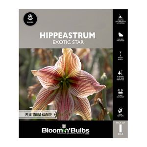 Bloomin Bulbs Hippeastrum Exotic Star - 1 Pack
