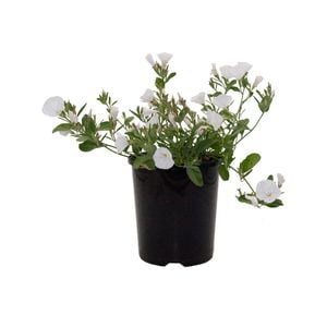 140mm Garden Carpet Range Convolvulus Prime White - Convolvulus mauritanicus