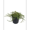 2.4L Coprosma Hawera - Coprosma acerosa
