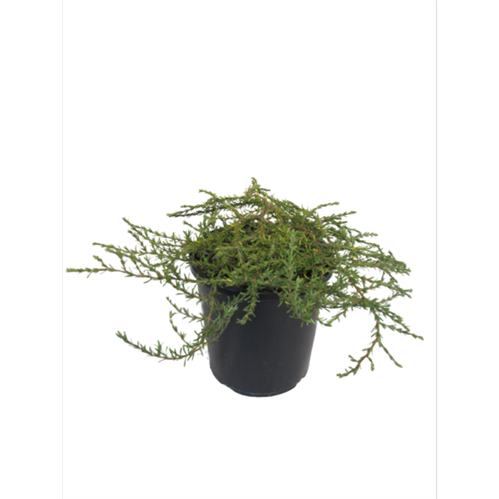 2.4L Coprosma Hawera - Coprosma acerosa