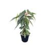 120mm Begonia Hotspot PBR - Begonia