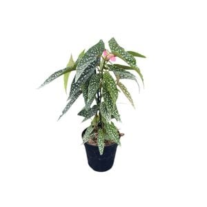 120mm Begonia Hotspot PBR - Begonia