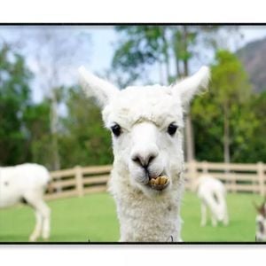 Close Up of White Alpaca  Print 100% Australian Made 120x90cm  (Poster)