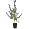 10L Feijoa Unique - Acca sellowiana Unique