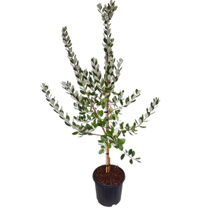 10L Feijoa Unique - Acca sellowiana Unique