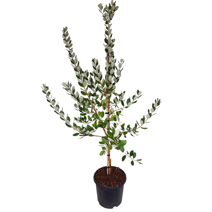 10L Feijoa Unique - Acca sellowiana Unique