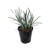 140mm Lomandra Blue Ridge - Lomandra glauca
