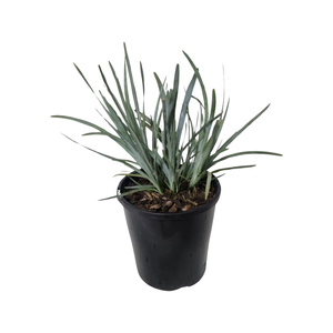 140mm Lomandra Blue Ridge - Lomandra glauca