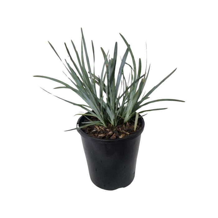 140mm Lomandra Blue Ridge - Lomandra glauca