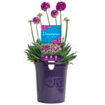 140mm Armeria Vivid Dreams DREAMERIA®