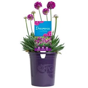 140mm Armeria Vivid Dreams DREAMERIA®