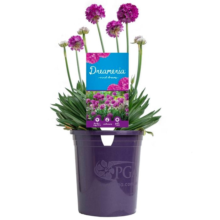 140mm Armeria Vivid Dreams DREAMERIA®