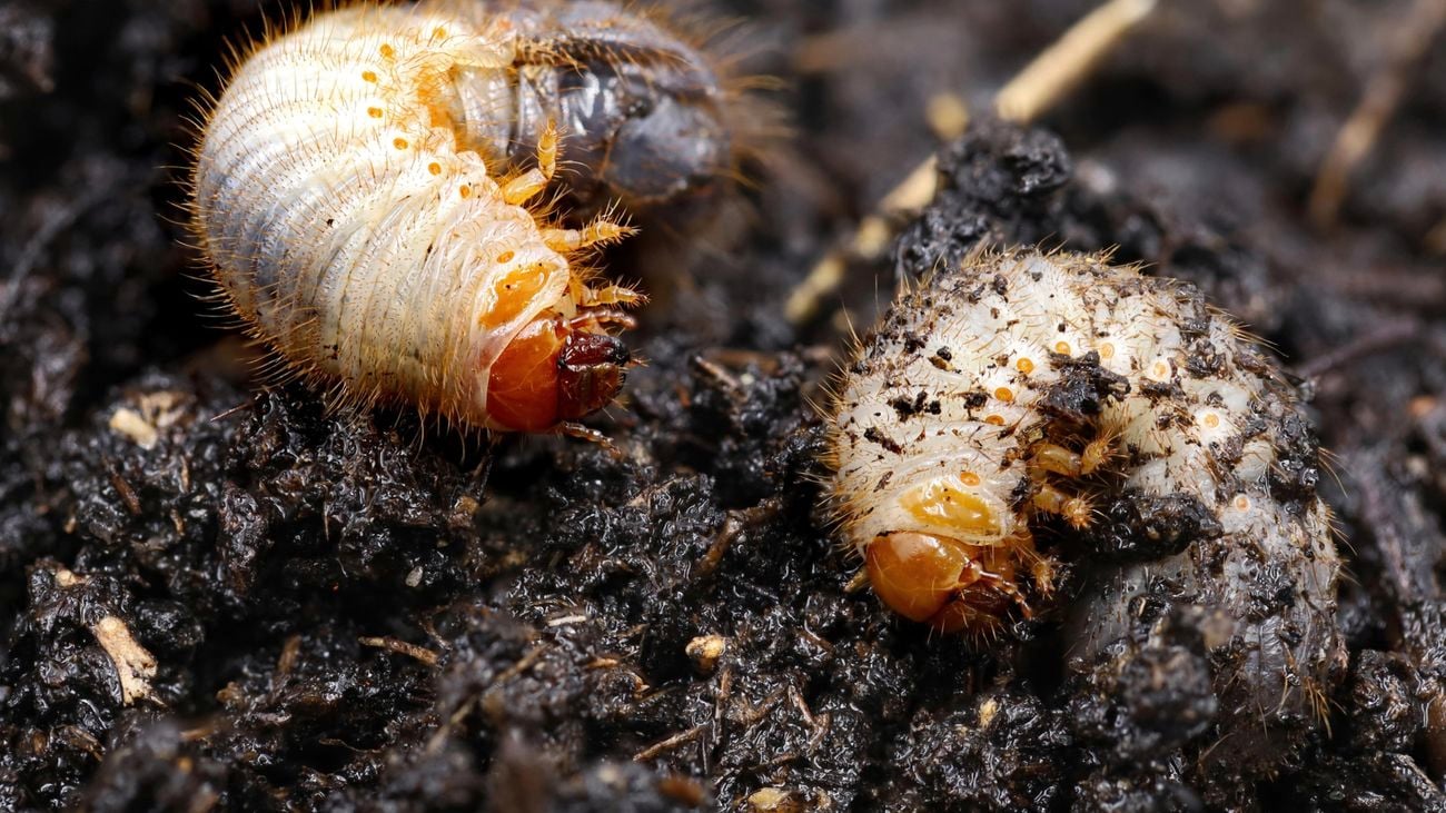 Two grubs in the dirt