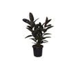 300mm Rubber Plant - Ficus elastica Burgundy