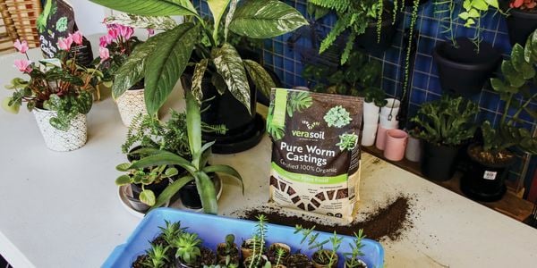 Many small plants planted in small pots with pure worm castings