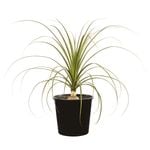 300mm Ponytail Palm - Beaucarnea recurvata