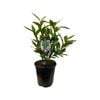 3.5L Bay Tree - Laurus Nobilis