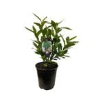 3.5L Bay Tree - Laurus Nobilis