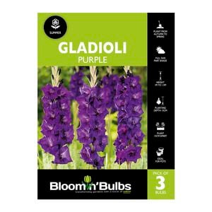 Bloomin' Bulbs Gladioli Purple - 3 Pack