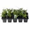 40mm Lonicera Nitida - 10 Pack